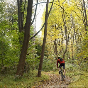 Person Riding Bike Through Forest