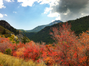 Fall foliage in Utah Mountains