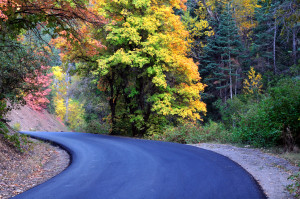 Paved trail winds through woods.