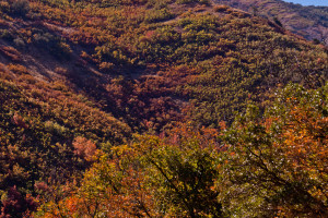 Leaves on slope changing color