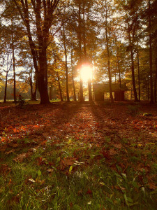 Setting sun shines through autumn trees and leaves